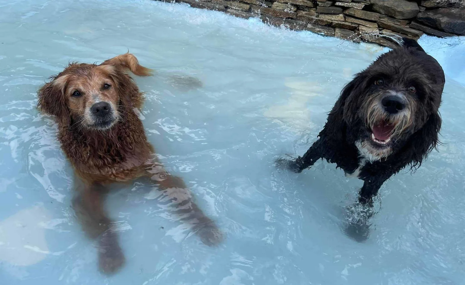 Two dogs in the water